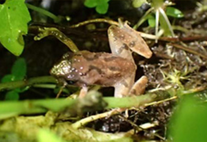 Romer's Tree Frog 1