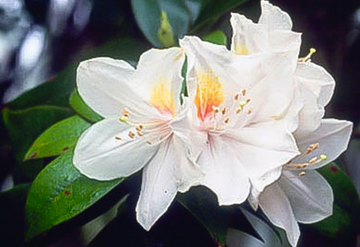 Rhododendron championiae