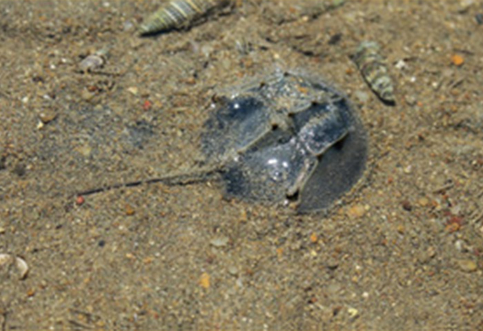 Horseshoe Crabs 1