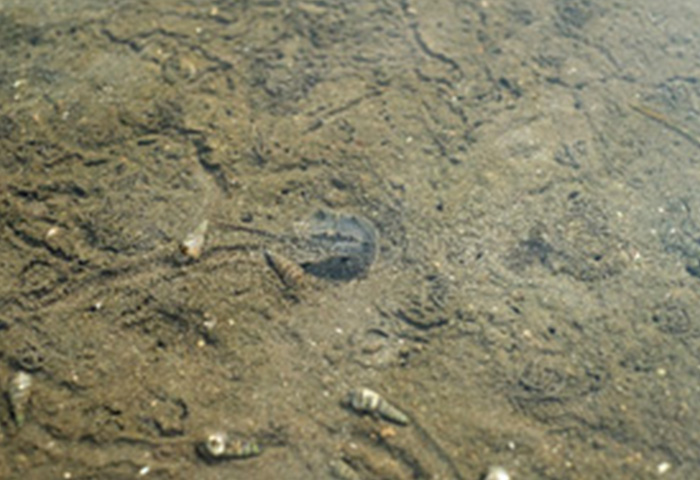 Horseshoe Crabs 2